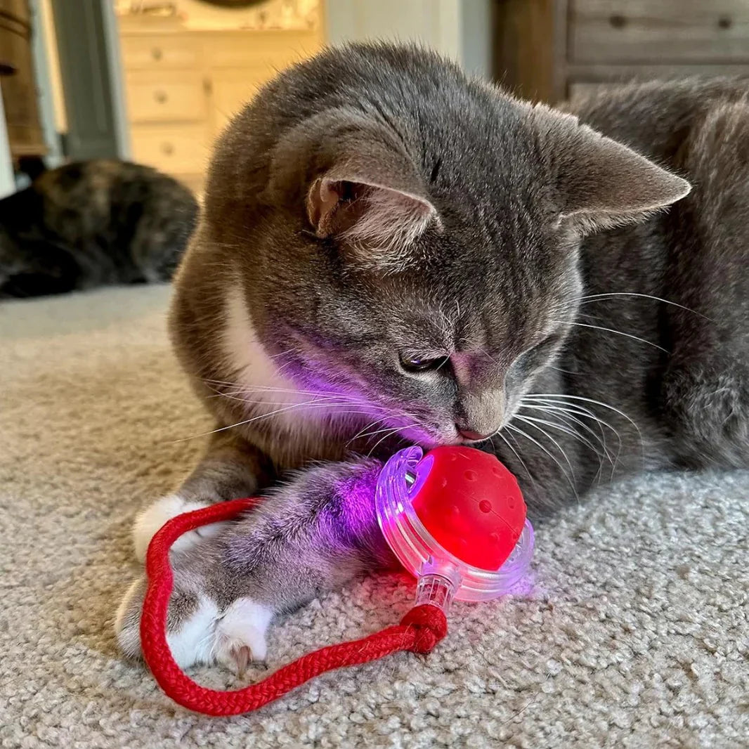 The Hunting Ball – Hours of Entertainment & Exercise