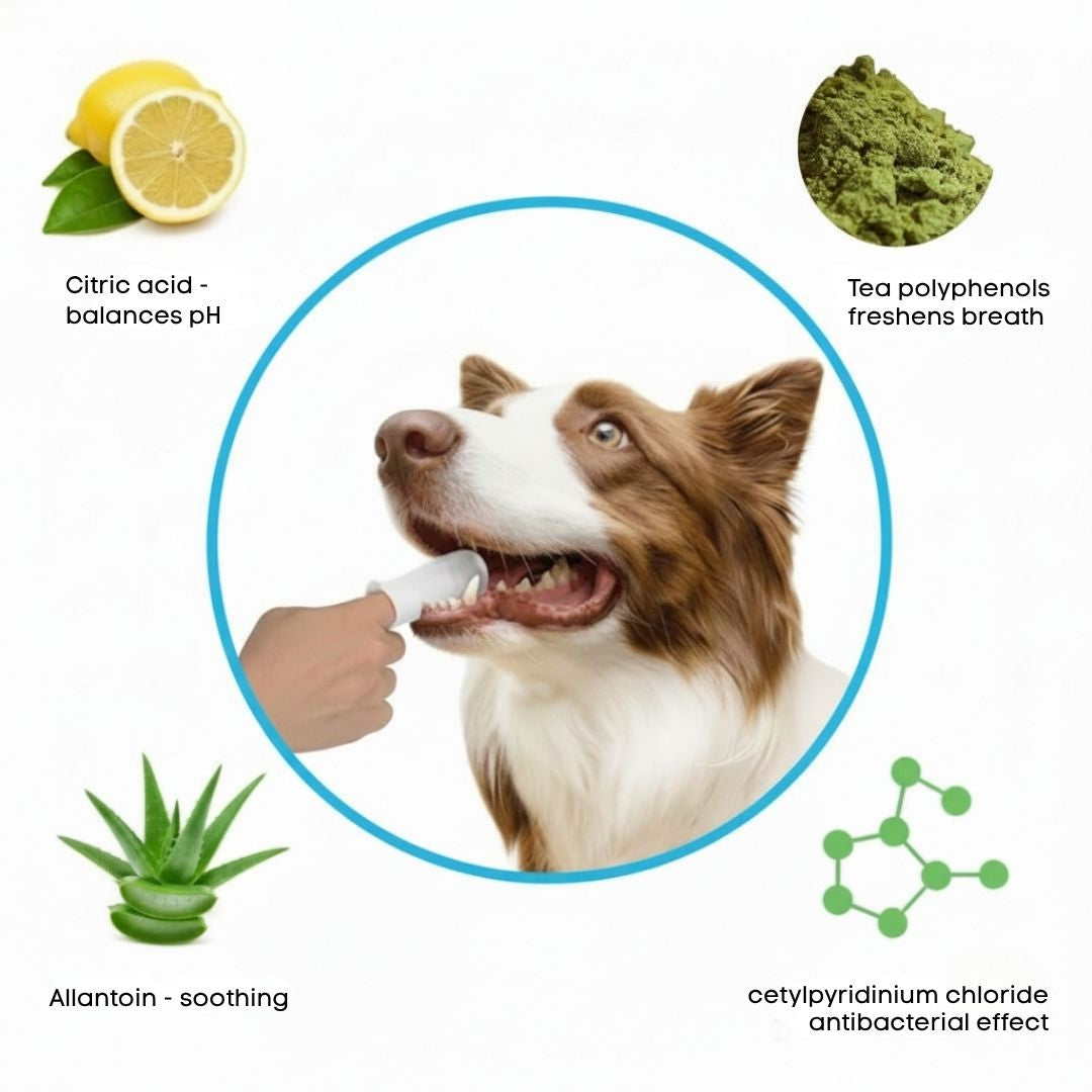 FreshWipes Kit – Protects Against Dental Diseases